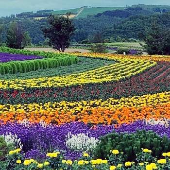 華やかな花の投稿画像一覧 Greensnap グリーンスナップ