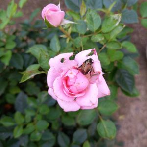 花のある暮らし,害虫駆除,バラ・ミニバラ,かわいいピンク色♡,ピンクのバラ♡の画像