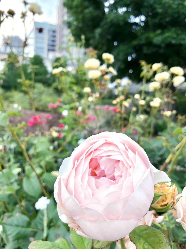 わかばさんの山下公園への投稿