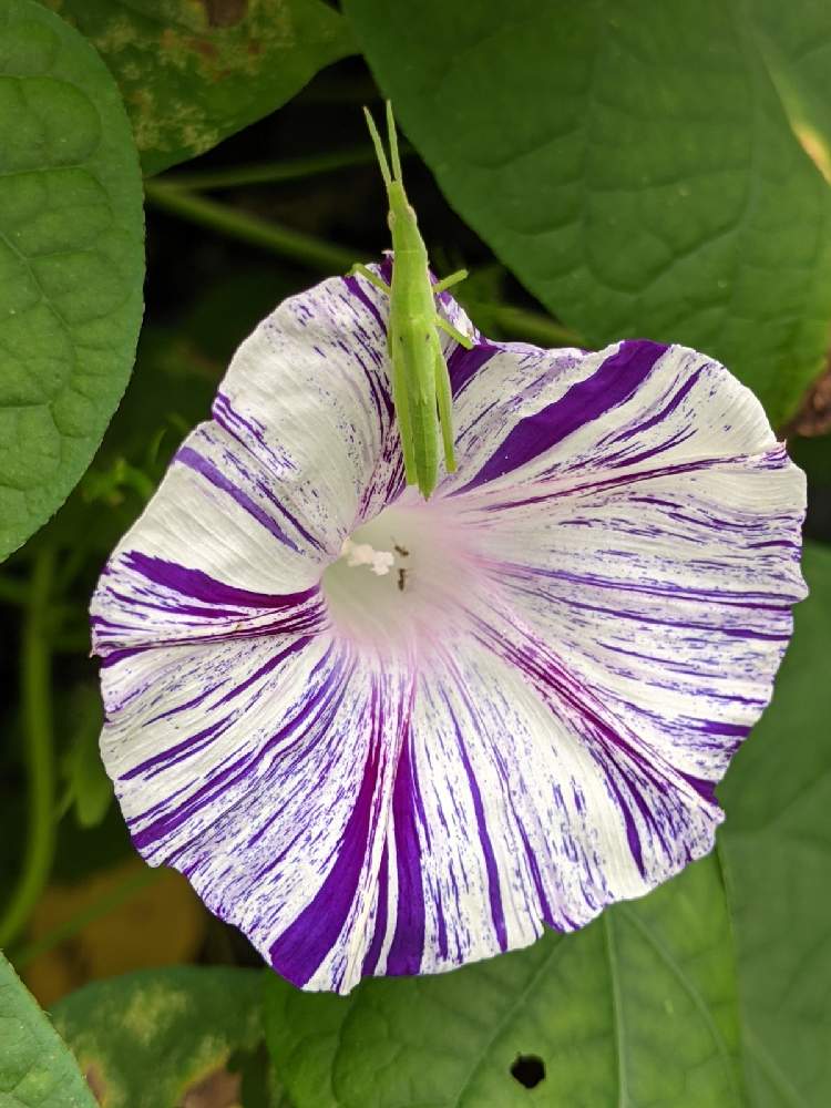 幸せの朝顔 シベリア朝顔 の投稿画像 By ヒロシさん 蔓性植物と紫色の花と小さなお客様と縦の絞り模様の花と緑の葉と家庭園芸 21月7月14日 Greensnap グリーンスナップ