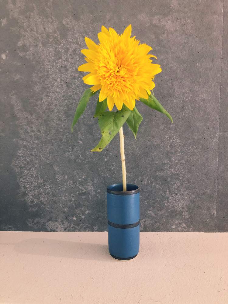 ひまわりの投稿画像 By Tokinoha さん 一輪とうつわとかわいい と Tokinoha Kyotoとインテリアと一輪とうつわとかわいい と Tokinoha Kyoto 21月7月14日 Greensnap グリーンスナップ Greensnap グリーンスナップ