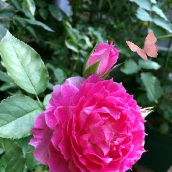 バラ シェエラザードの投稿画像一覧 Greensnap グリーンスナップ