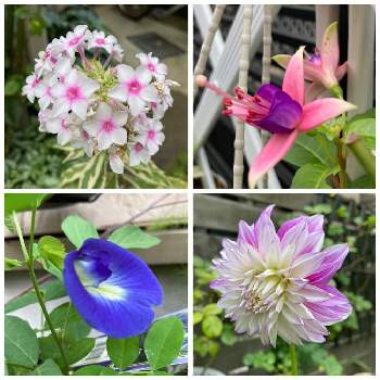 植えっぱなし球根の投稿画像一覧 Greensnap グリーンスナップ