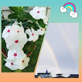 雨ニモマケズの画像 by ふわりさん | ニチニチソウと白い花と雨ニモマケズ