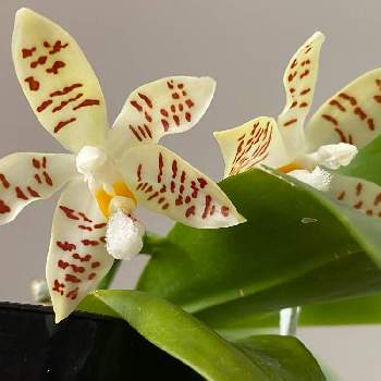 胡蝶蘭原種の投稿画像一覧 Greensnap グリーンスナップ