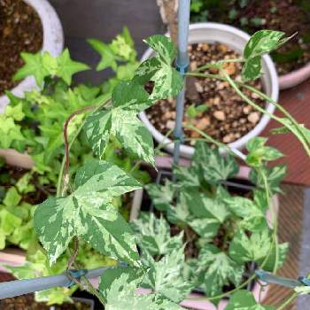 観葉あさがお 夏だよりの投稿画像一覧 Greensnap グリーンスナップ