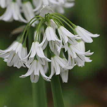 アリウム トリケトラムの投稿画像一覧 Greensnap グリーンスナップ