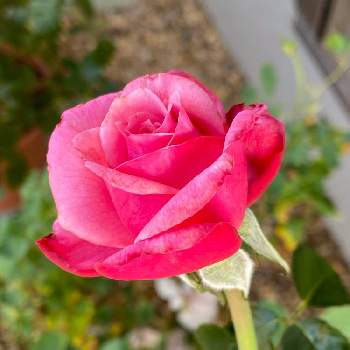 イブピアッチェの投稿画像一覧 Greensnap グリーンスナップ イブピアッチェの投稿画像一覧 Greensnap グリーンスナップ