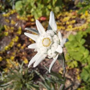 エーデルワイス セイヨウウスユキソウ の投稿画像一覧 Greensnap グリーンスナップ