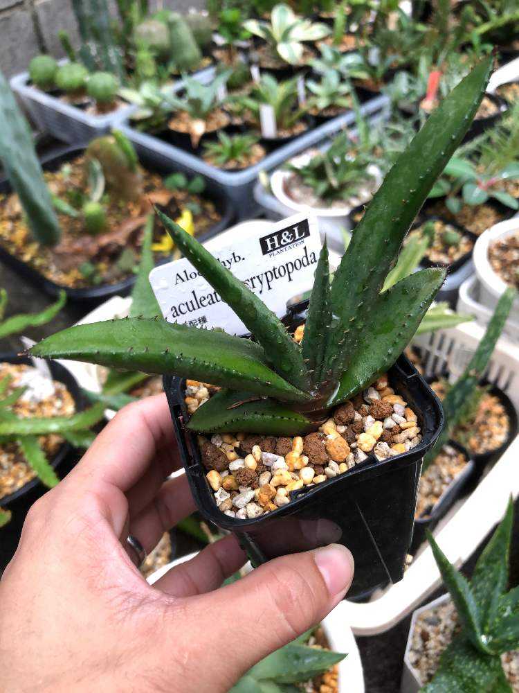 アロエ アクレアータ クリプトポダ交配種 Greensnap グリーンスナップ