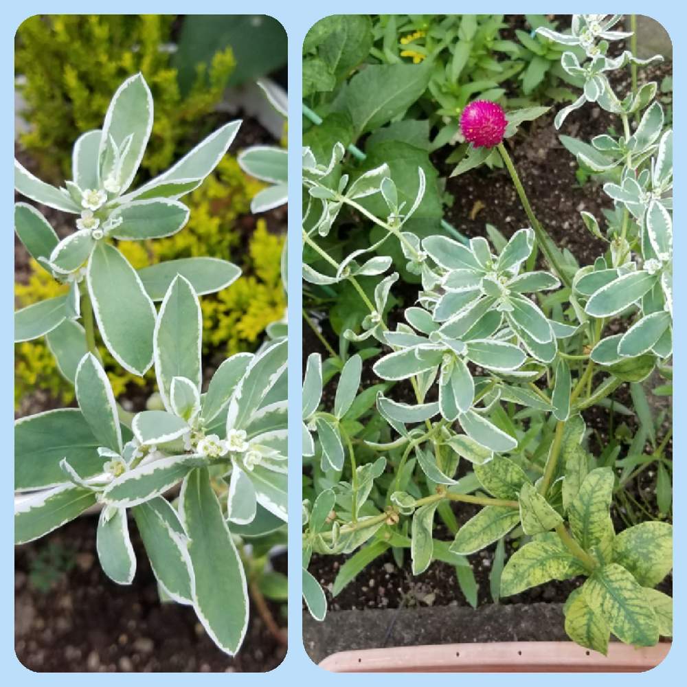 初雪草の投稿画像 By のぶりんこさん ユーフォルビア初雪草とユーフォルビア と7月の庭とこぼれ種から とはっぱと7月の花と夏の花壇と花壇 植込みと7月の庭とこぼれ種から とはっぱと7月の花と夏の花壇と花壇 植込み 21月7月14日 Greensnap グリーン