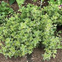 レモンタイムの育て方 日当たり加減や種まきの時期は Greensnap グリーンスナップ レモンタイムの育て方 日当たり加減や種まきの時期は Greensnap グリーンスナップ
