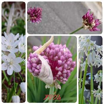 アリウム パープルセンセーションの投稿画像一覧 Greensnap グリーンスナップ