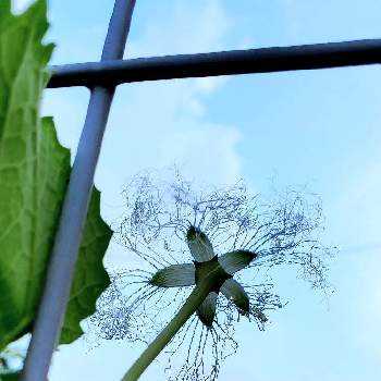 ウリ科の投稿画像一覧 Greensnap グリーンスナップ