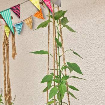 牛乳パック栽培の投稿画像一覧 Greensnap グリーンスナップ