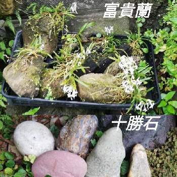 畑にある石ころの投稿画像一覧 Greensnap グリーンスナップ