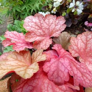 ヒューケラ,地植え,グランドカバー,カラーリーフ,植物のある暮らしの画像