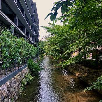 川のある風景の画像 by Kay_Tama-gsk さん | お出かけ先と木屋町・高瀬川と京都と水辺と川のある風景と初夏の景色