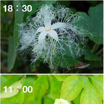 ウリ科の投稿画像一覧 Greensnap グリーンスナップ