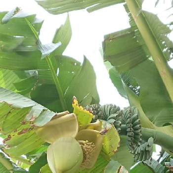 バショウ属の投稿画像一覧 Greensnap グリーンスナップ