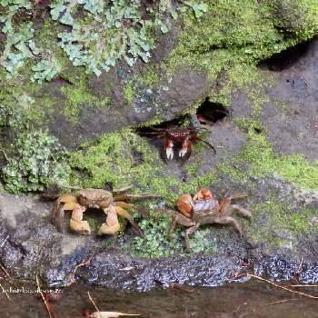 クロベンケイガニ の投稿画像一覧 Greensnap グリーンスナップ