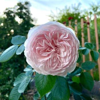 バラ クリスティアーナの投稿画像一覧 Greensnap グリーンスナップ