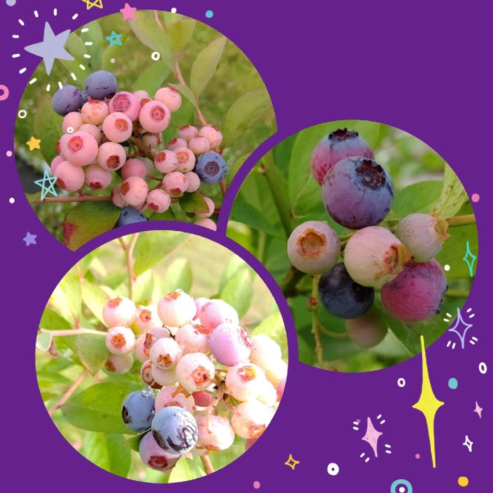 ブルーベリーの投稿画像 By りえあみさん 家庭菜園と癒しと庭のブルーベリーとおうち園芸と美しいとガーデニングと花のある暮らしとかわいい 21月7月14日 Greensnap グリーンスナップ