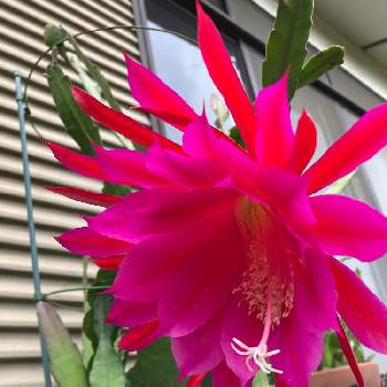 大きい花の投稿画像一覧 Greensnap グリーンスナップ