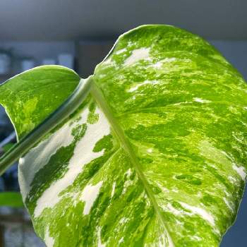 斑入りモンステラ茎伏せの投稿画像一覧 Greensnap グリーンスナップ 斑入りモンステラ茎伏せの投稿画像一覧 Greensnap グリーンスナップ