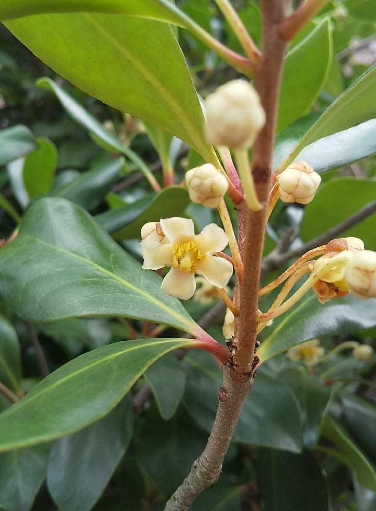 モッコクの投稿画像 By ノグさん モッコク 両性花 と散歩と雌雄異株 21月7月14日 Greensnap グリーンスナップ