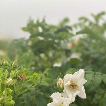 白ハマナスの投稿画像一覧 Greensnap グリーンスナップ