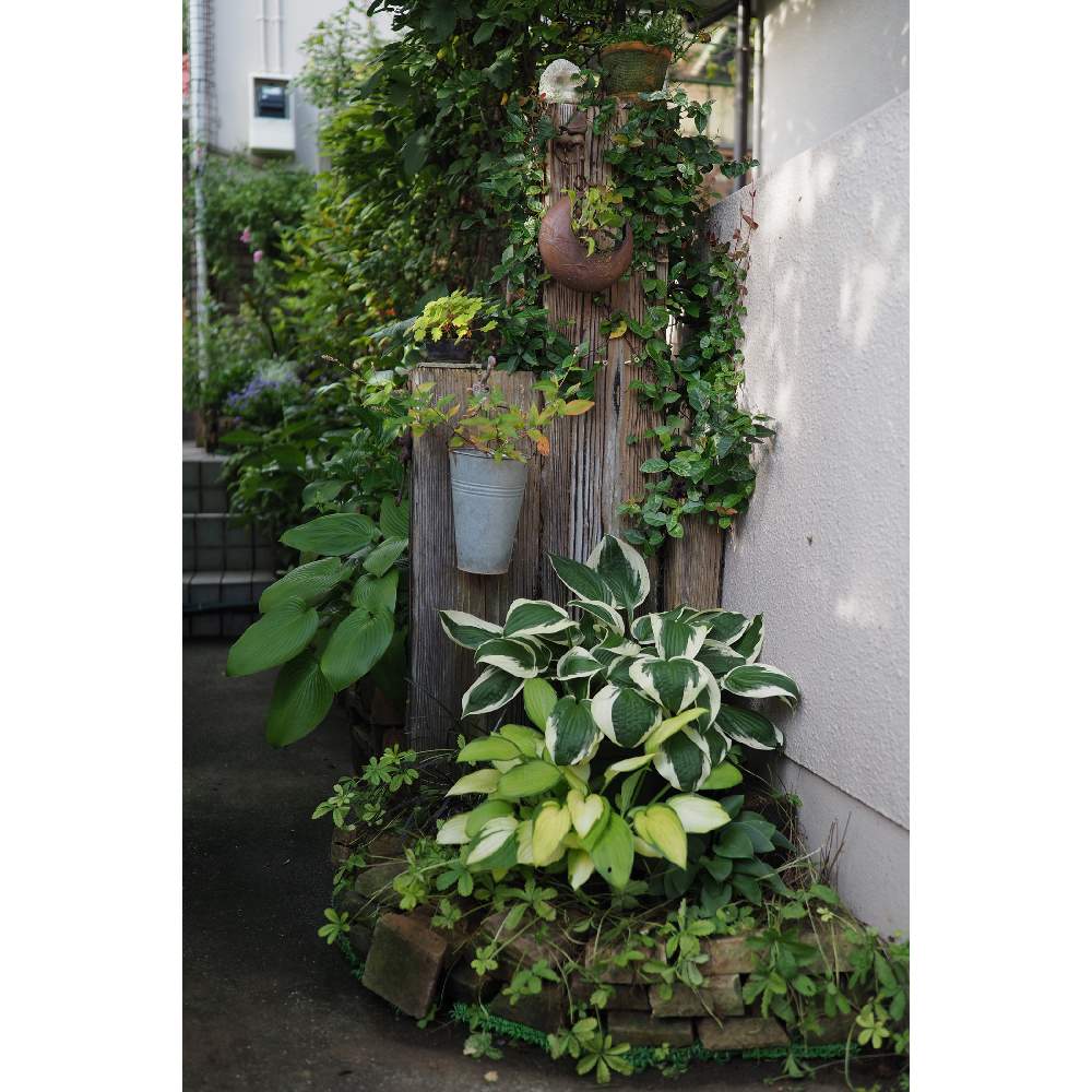 小さな庭の画像 by 我楽多さん | 小さな庭といつもの箱庭（枕木周り*）とOLY ED 75mm F1.8とOM-D E-M1Ⅱと七月の箱庭