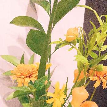 パニカムの投稿画像一覧 Greensnap グリーンスナップ