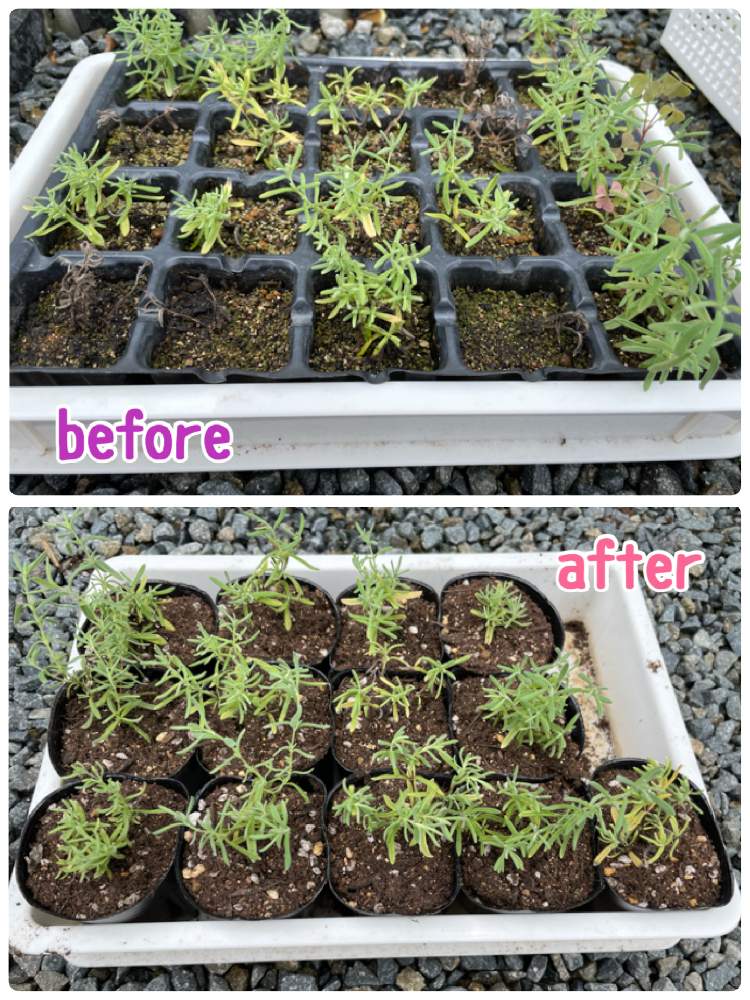 フレンチラベンダーの投稿画像 By ちょこさん 挿し木 21月7月14日 Greensnap グリーンスナップ