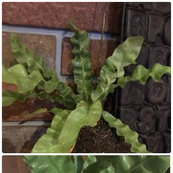 アスプレニウム エメラルドウェーブの投稿画像一覧 Greensnap グリーンスナップ