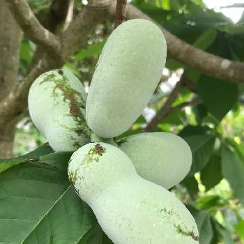 バンレイシ科の投稿画像一覧 Greensnap グリーンスナップ