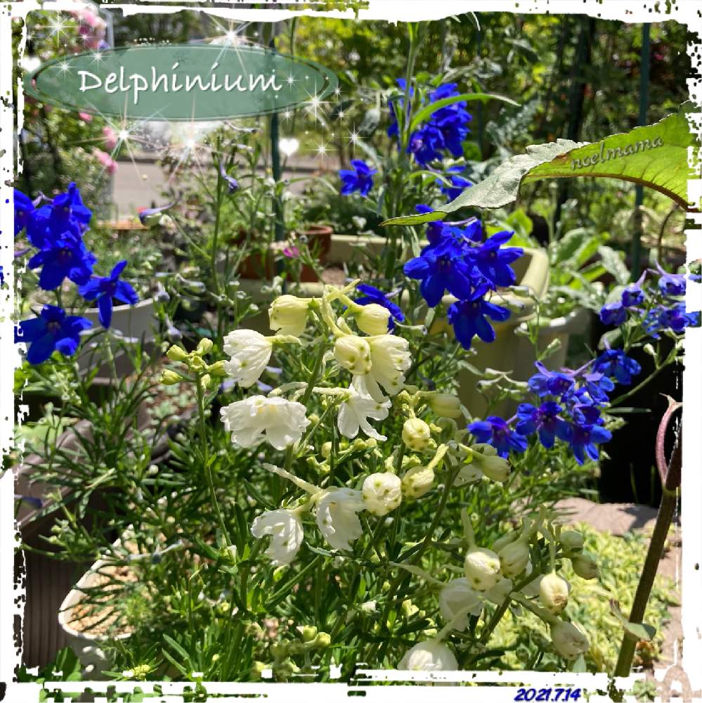 デルフィニウムの投稿画像 By のえるママさん デルフィニウム シネンシスと戸外越冬とありがとう と大好き と可愛い とin札幌とin北海道と花 のある暮らしと白い花と小さな花とかわいいな とiphone撮影 21月7月15日 Greensnap グリーンスナップ