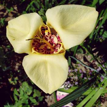 チグリジアの投稿画像一覧 Greensnap グリーンスナップ