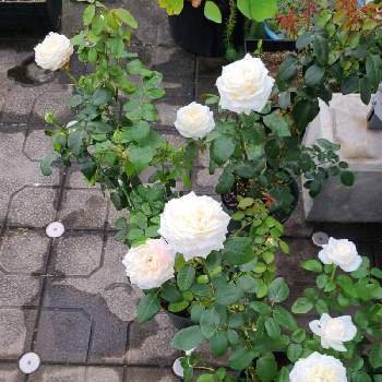 ビブラマリエの画像 by チョビ君さん | ビブラマリエと屋上ガーデンとバラ  ビブラマリエとおうち園芸と挿し木鉢と薔薇の鉢と今日のお花と白い花