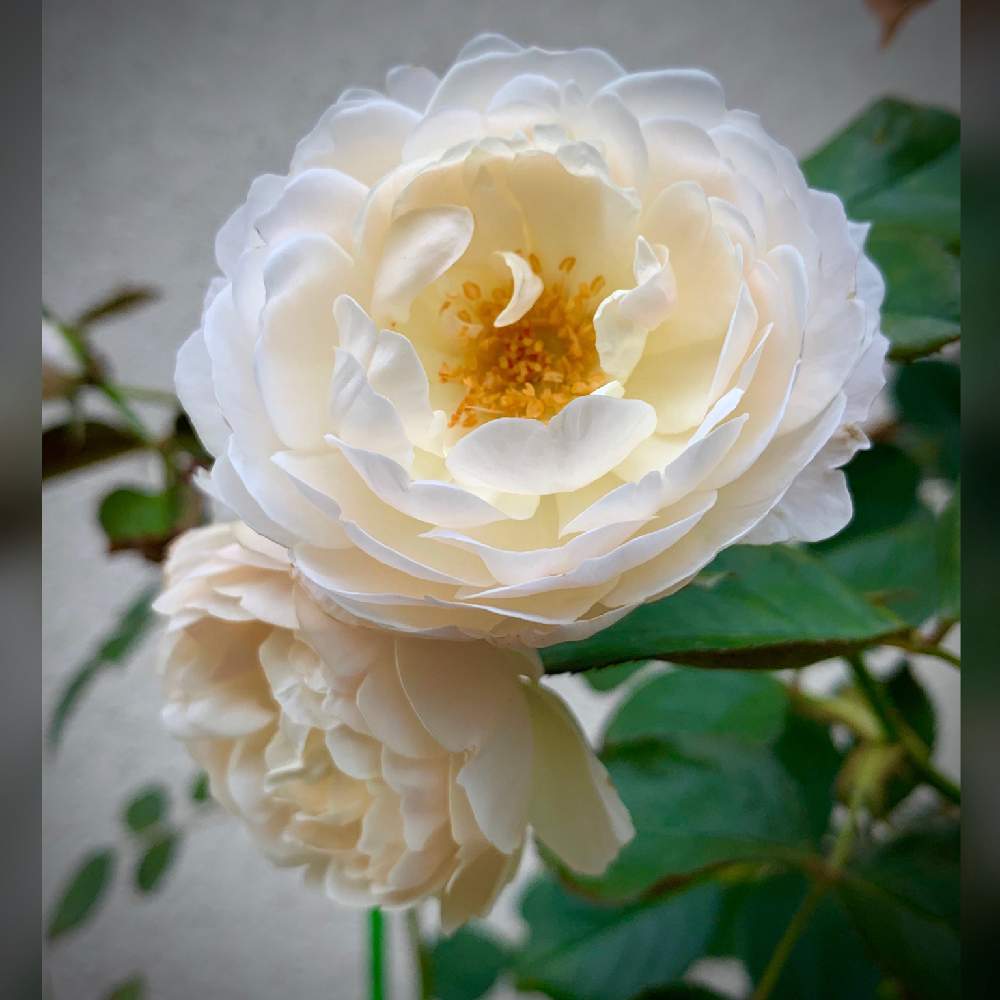 デズデモーナ薔薇の投稿画像 By のばらさん おはようと M Family と薔薇 と今朝の１枚と福島からのエール 21月7月15日 Greensnap グリーンスナップ