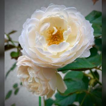 今朝の１枚の画像 by のばらさん | デズデモーナ薔薇とおはようと❤️M.family❤️と薔薇♪と今朝の１枚と福島からのエール