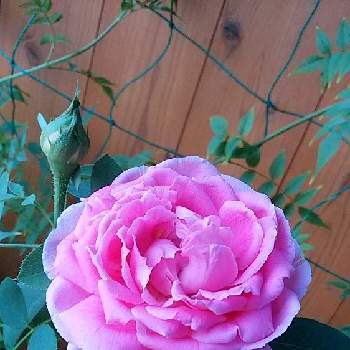 ポールネイロンの画像 by ミッチーさん | ポールネイロンと好きな色とはなのある暮らしと今日のお花と私の好きな色の花とミッチの会