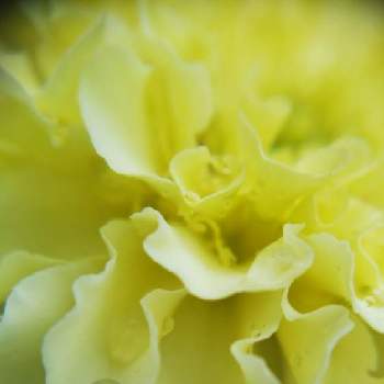 マリーゴールド ホワイトバニラの画像 by mimozaさん | 小さな庭とアフリカンマリーゴールド　バニラとマリーゴールドと雨粒とマリーゴールド♡とマリーゴールド ホワイトバニラと雨粒シリーズ☆