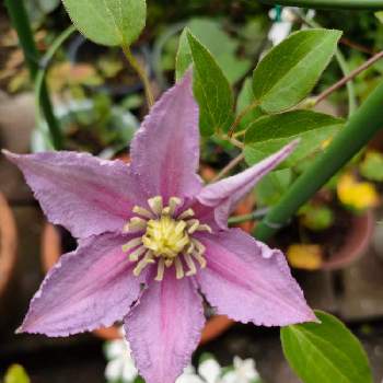 クレマチス ピールの投稿画像一覧 Greensnap グリーンスナップ