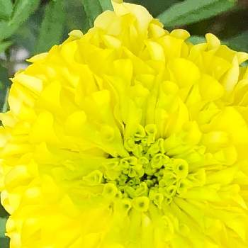 マリーゴールドの芽の画像 by ジョーですさん | 小さな庭とマリーゴールドの芽とマリーゴールドの蕾とマリーゴールド　黄色の花言葉は健康とマリーゴールド　アイシスと花のある暮らしとたねからの幸せとイエローハッピーとGREEN UP!