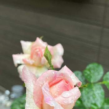 バラ　オーブの画像 by Sesaさん | エントランスと可愛いとバラ 鉢植えとピンク❤︎ピンクとバラ　オーブ