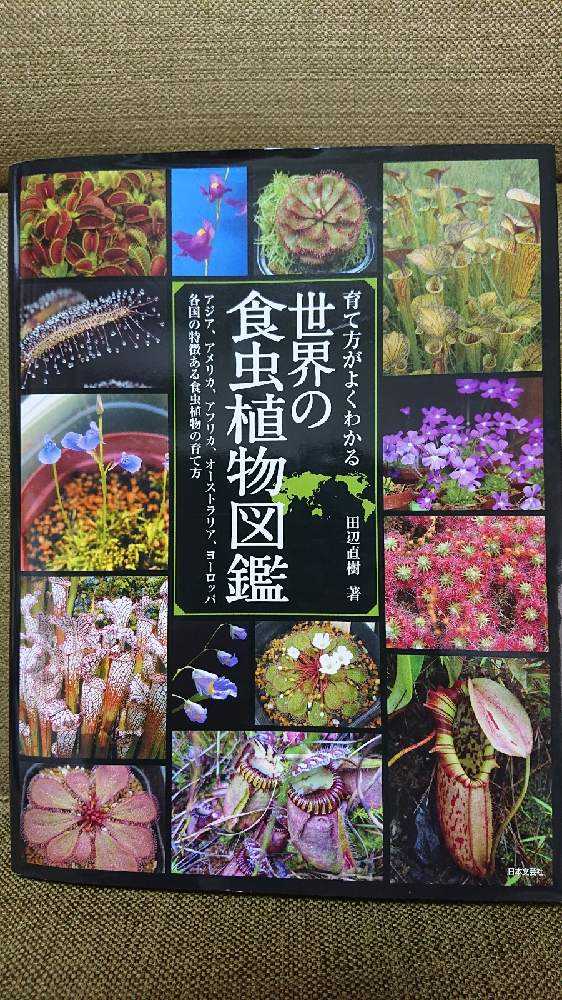 Carnivorous plant／食虫植物 vol.2｜🍀GreenSnap（グリーンスナップ）