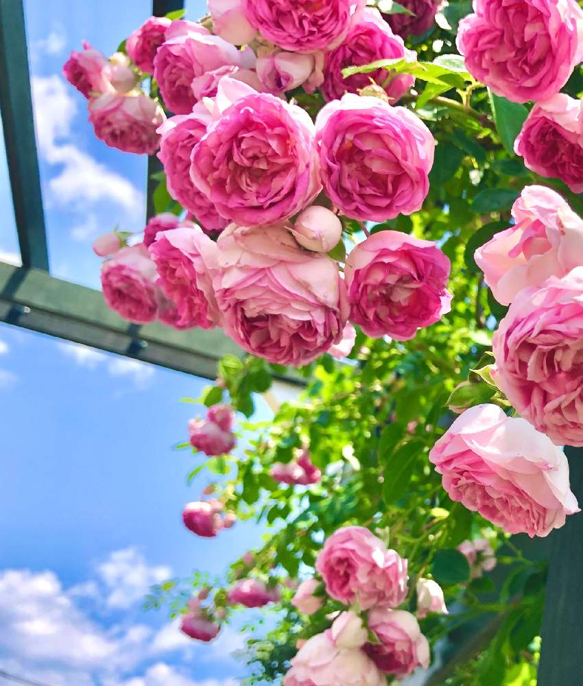 薔薇の投稿画像 By Heartさん 薔薇 ジャスミーナとスマホ撮影とばら バラ 薔薇 とピンクの花とお出掛け先でpic と青い空が好きとピンク ピンクとコロナに負けるな と大好きなお花とお出かけ先とスマホ撮影とばら バラ 薔薇とピンクの花とお出掛け先でpic と青い空が