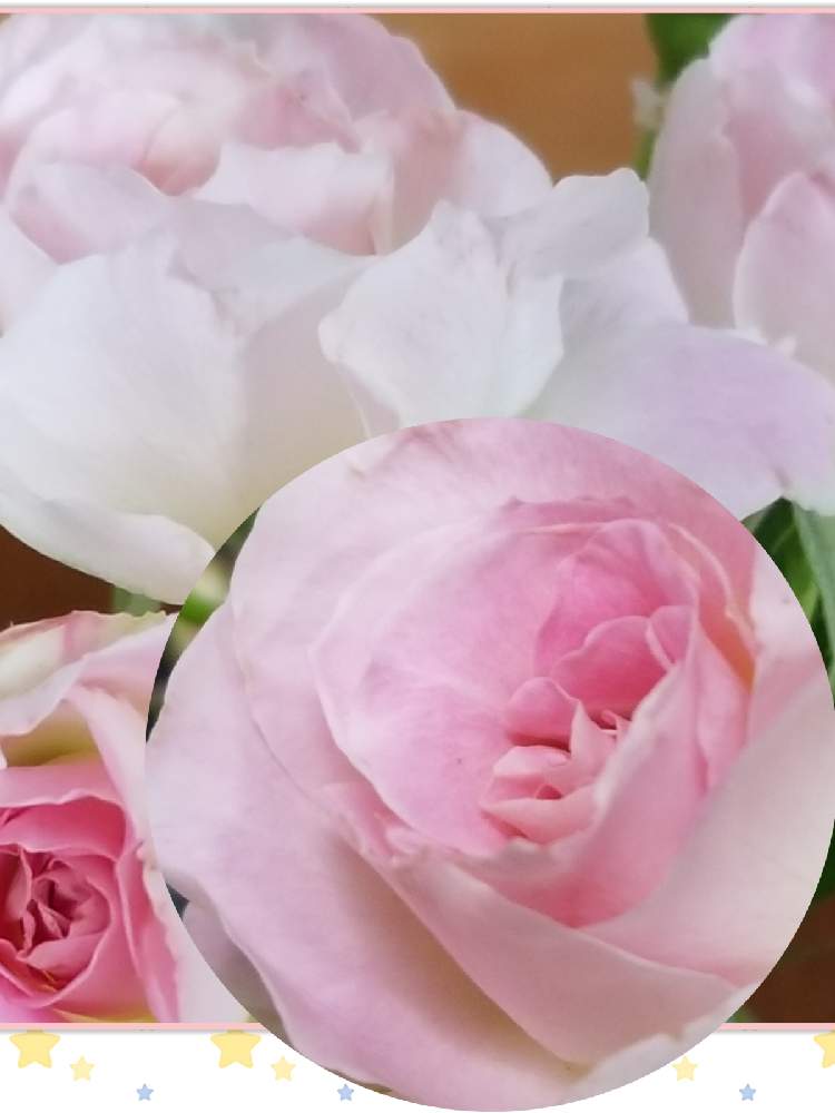 可愛いバラ達の投稿画像 By はなちゃんさん 卓上花と花のある生活とバラ好き人とバラを楽しむとバラ マチルダ 21月7月15日 Greensnap グリーンスナップ