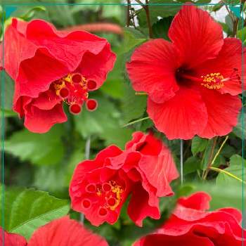 赤いハイビスカス♡の画像 by manabeさん | お出かけ先とハイビスカスと地植えと会社の花壇と赤いハイビスカス♡